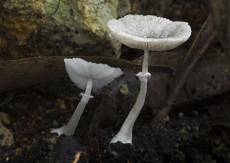 Leucocoprinus heinemannii